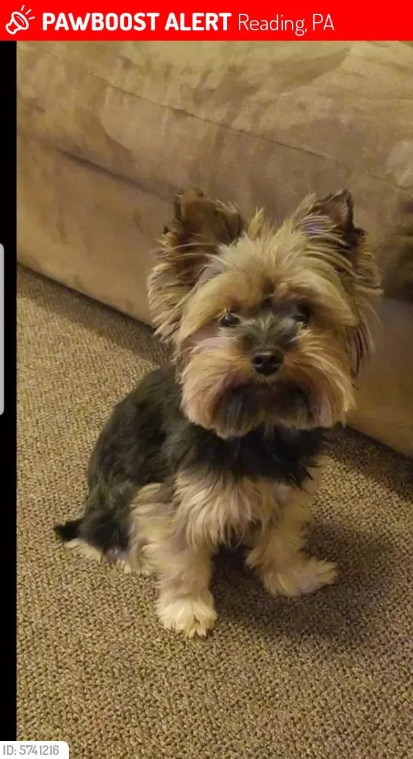 Lost dog in Reading, PA, 19601