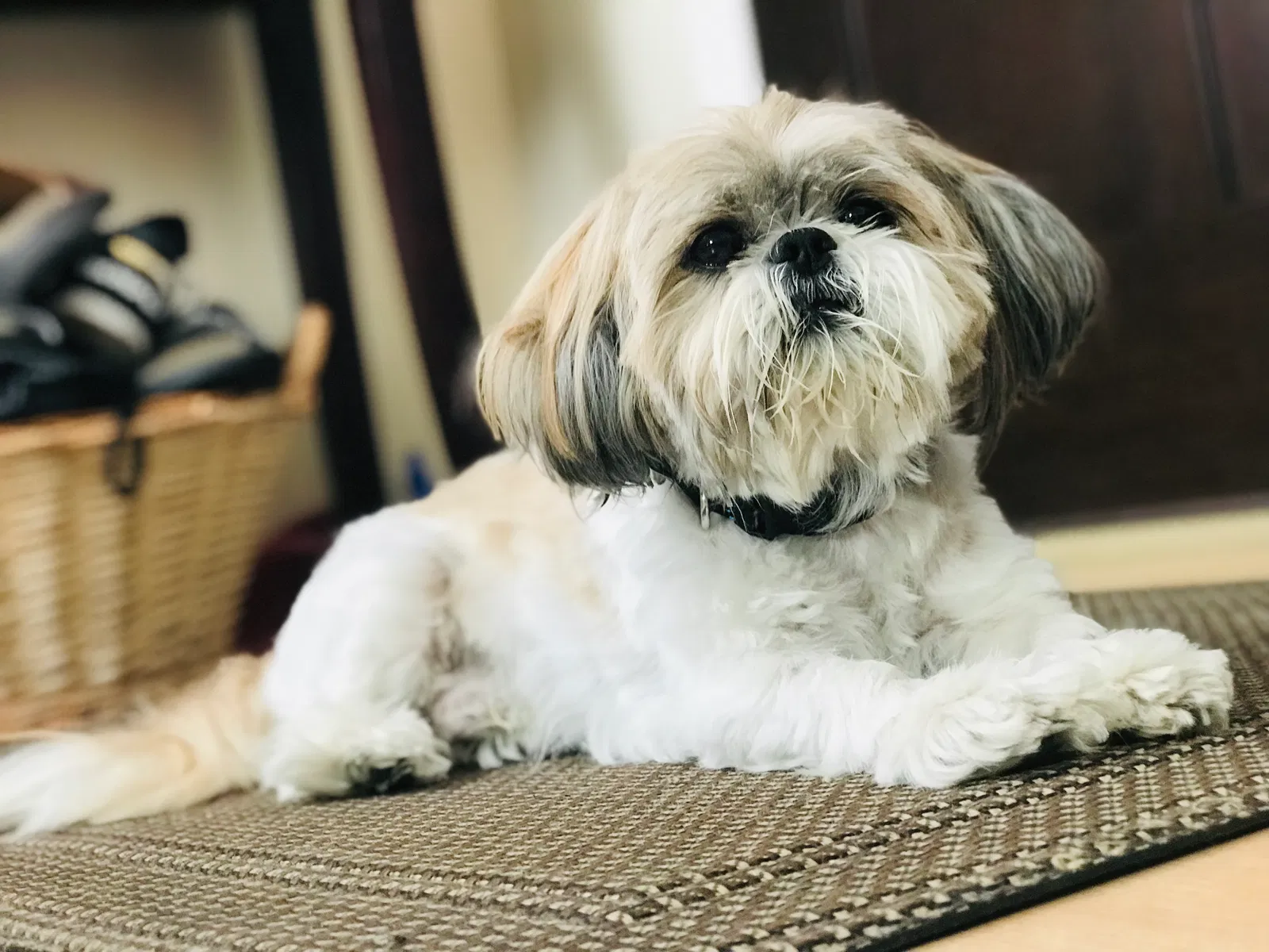 Lost dog in Salt Lake City, UT, 84119