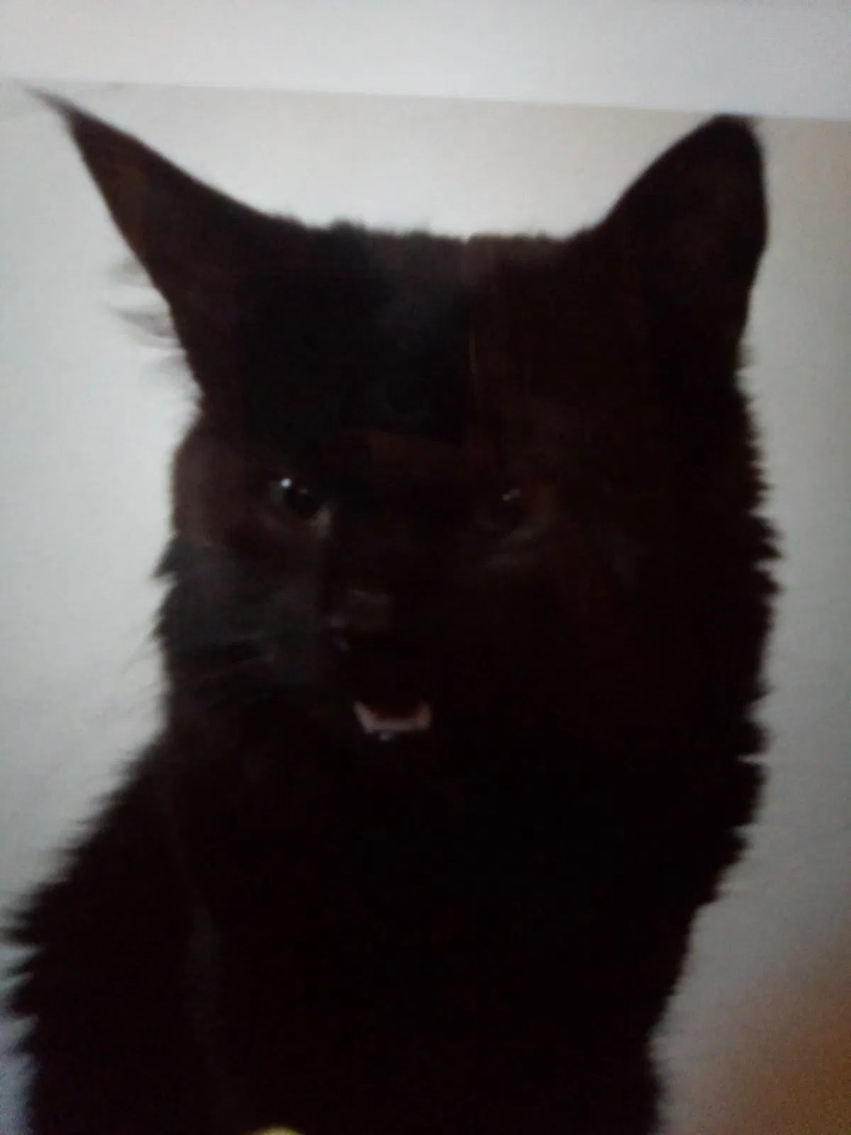 Lost cat in Campbell, NY, 14821