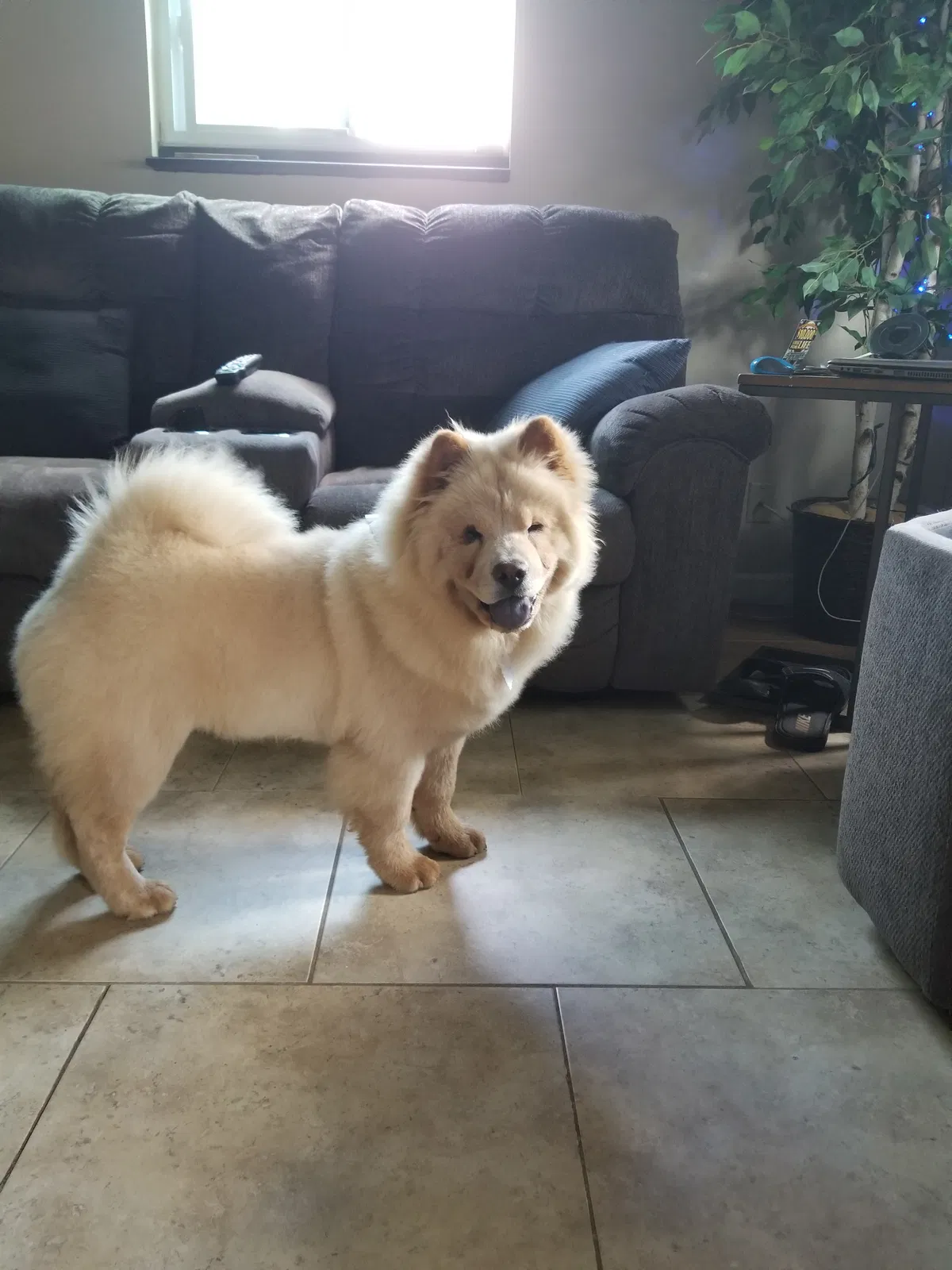 Lost dog in Latham, NY, 12110