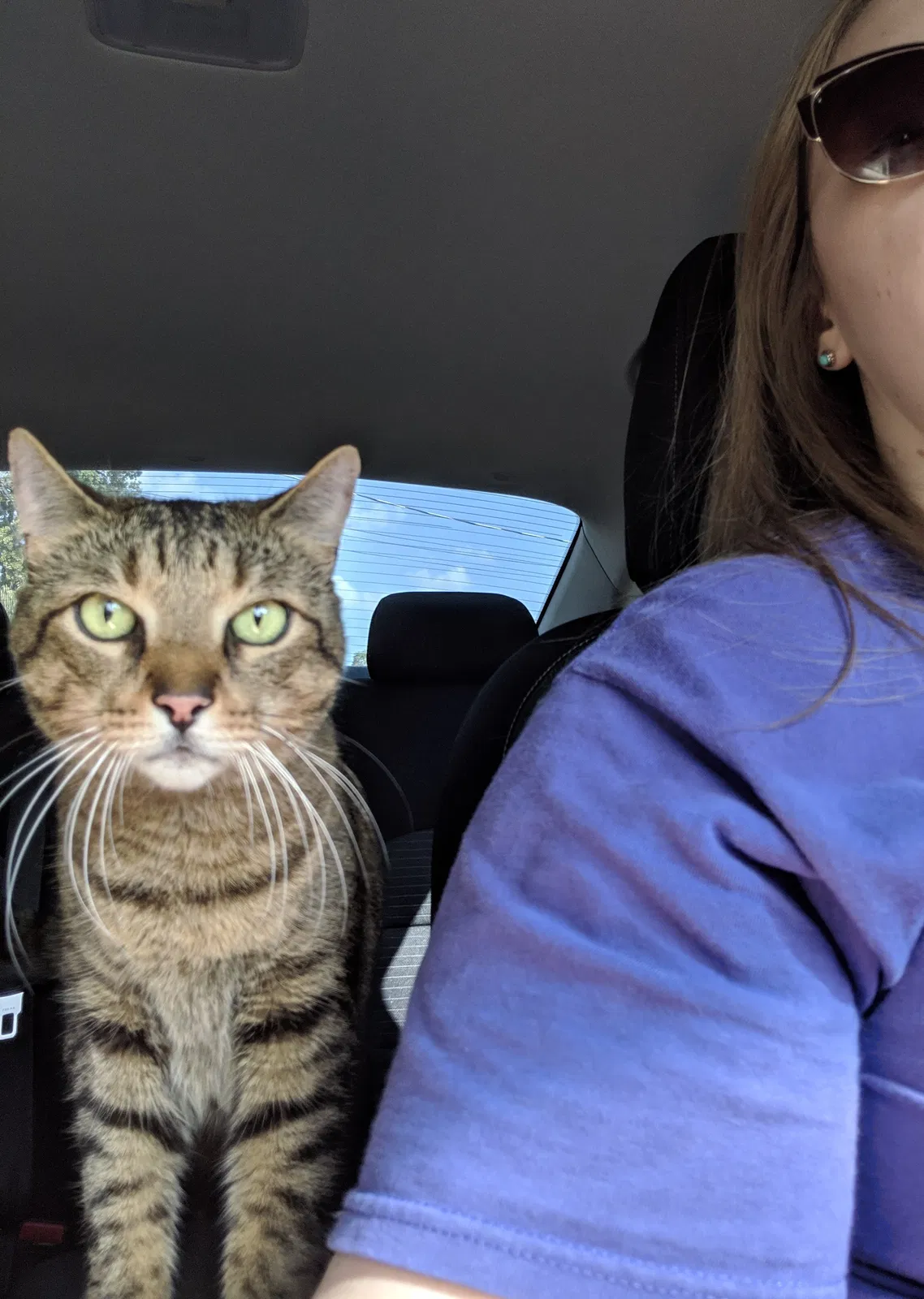 Lost cat in Orlando, FL, 32804