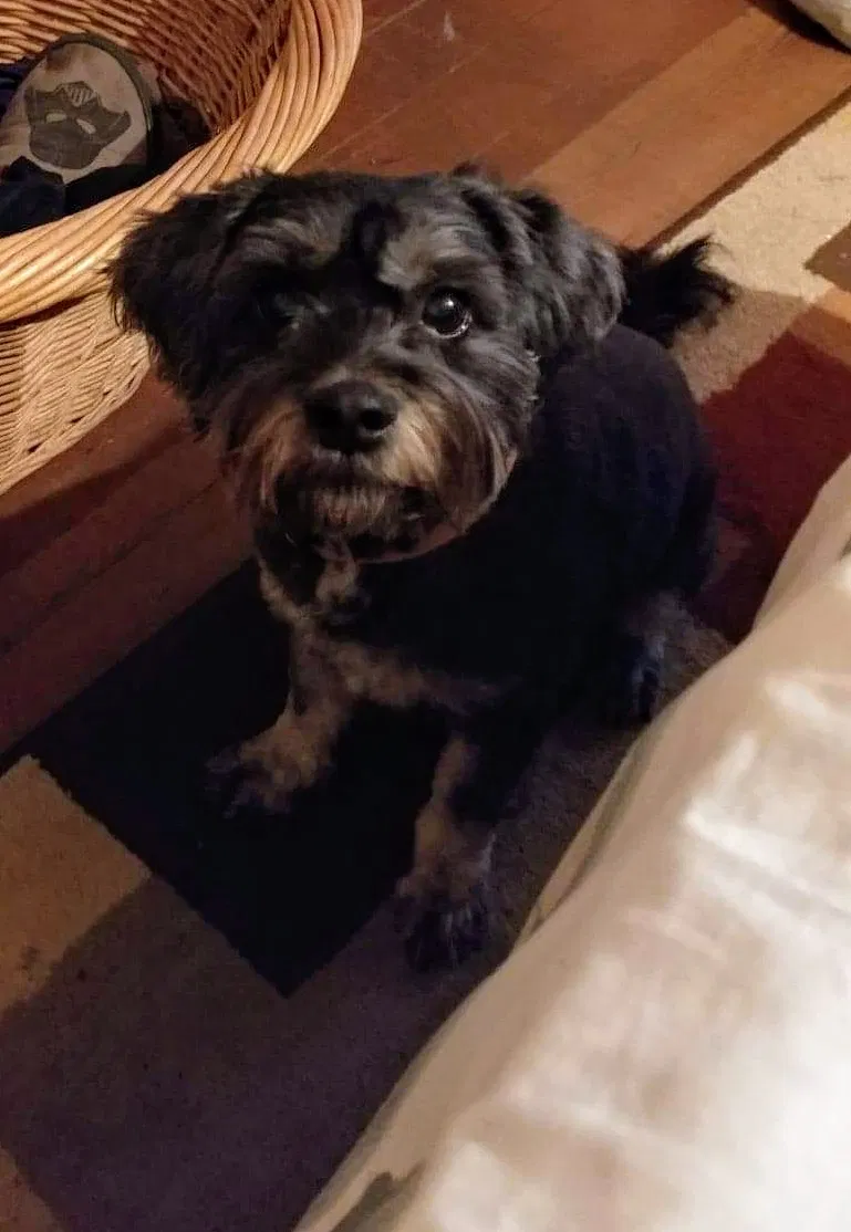 Lost dog in La Follette, TN, 37766