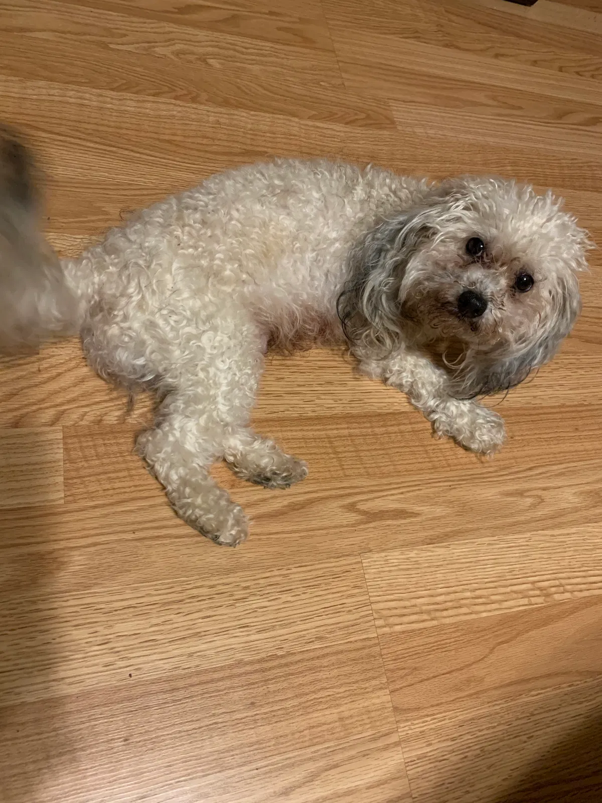 Lost dog in Milwaukee, WI, 53215