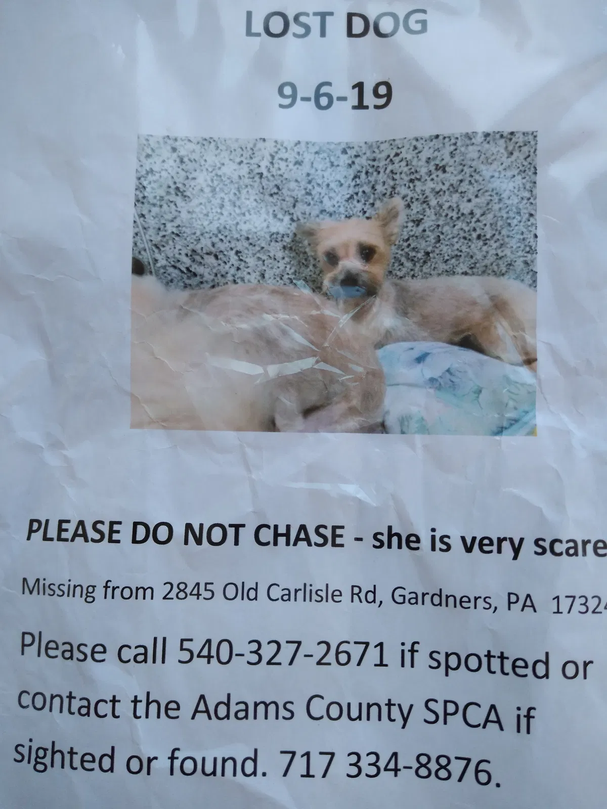 Lost dog in Gardners, PA, 17324