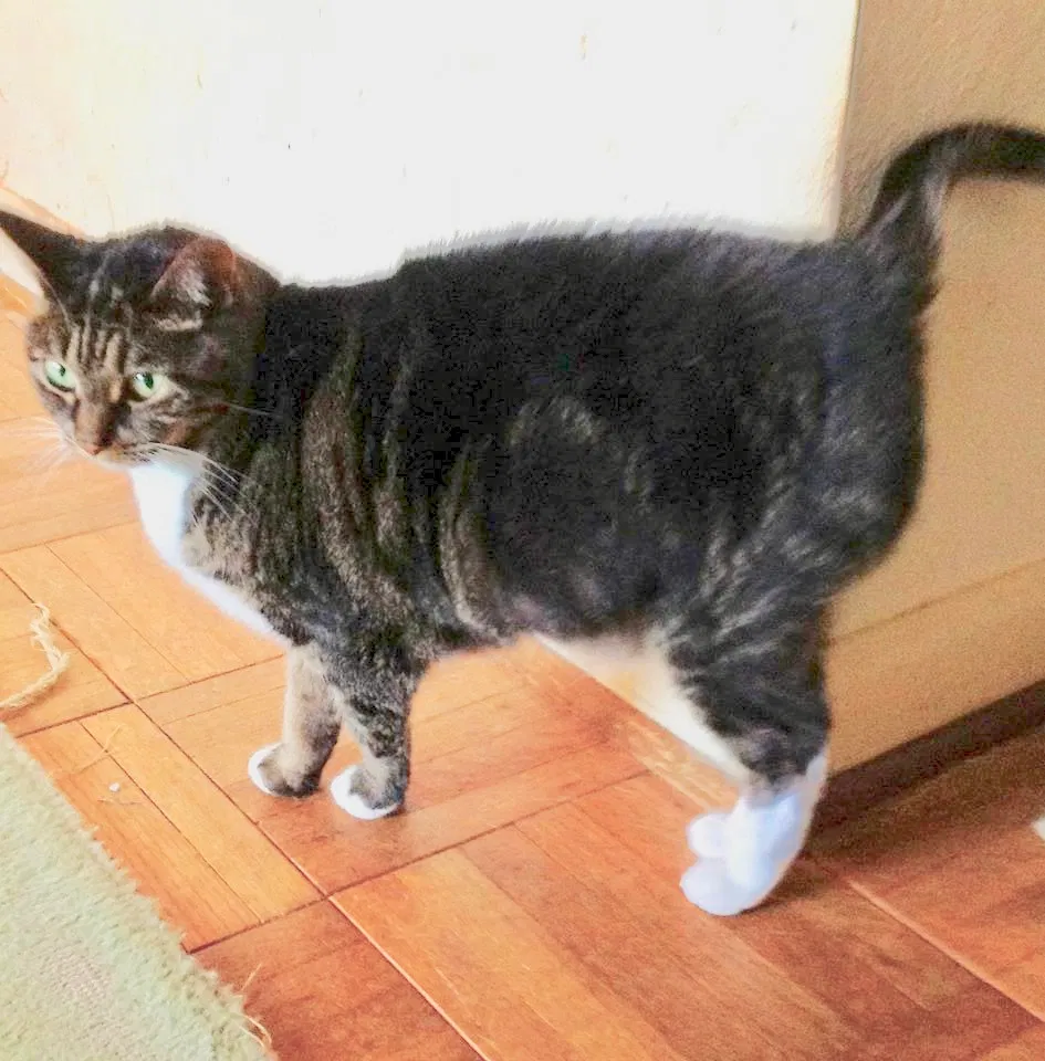 Lost cat in Jupiter, FL, 33469