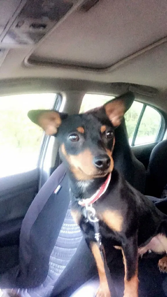 Lost dog in Woodbridge, VA, 22191
