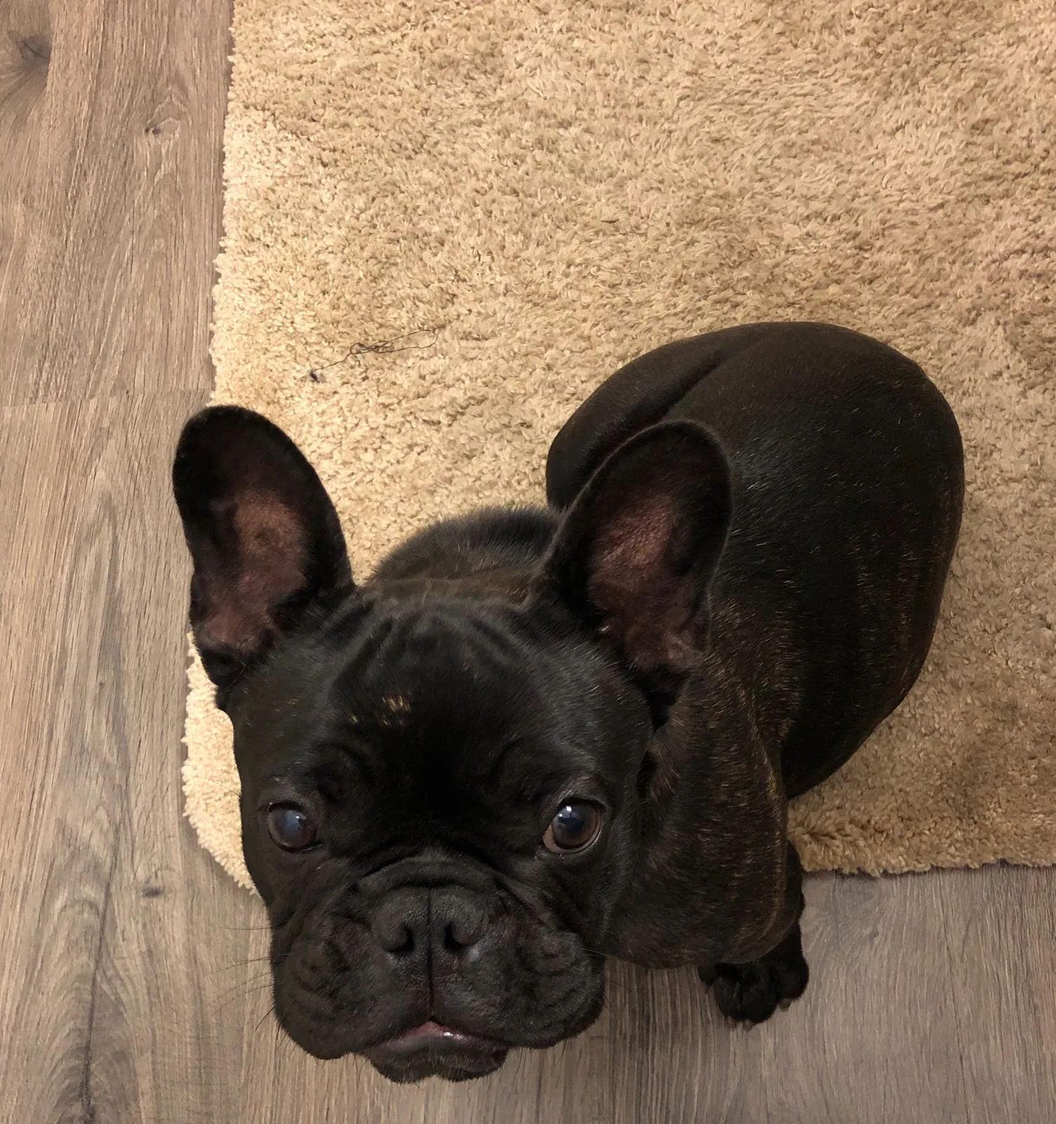 Lost dog in Vista, CA, 92083