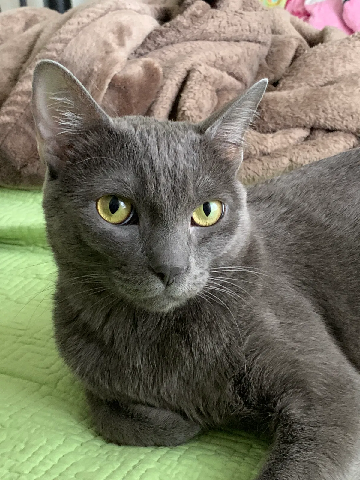 Lost cat in Ladera Ranch, CA, 92694