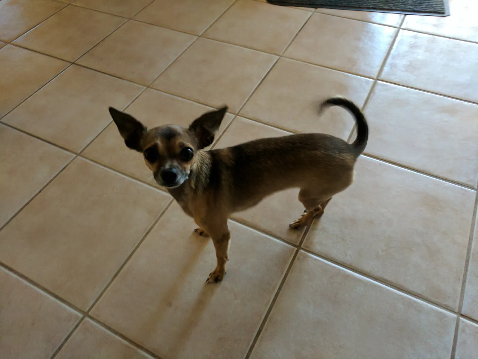 Lost dog in Black Canyon City, AZ, 85324