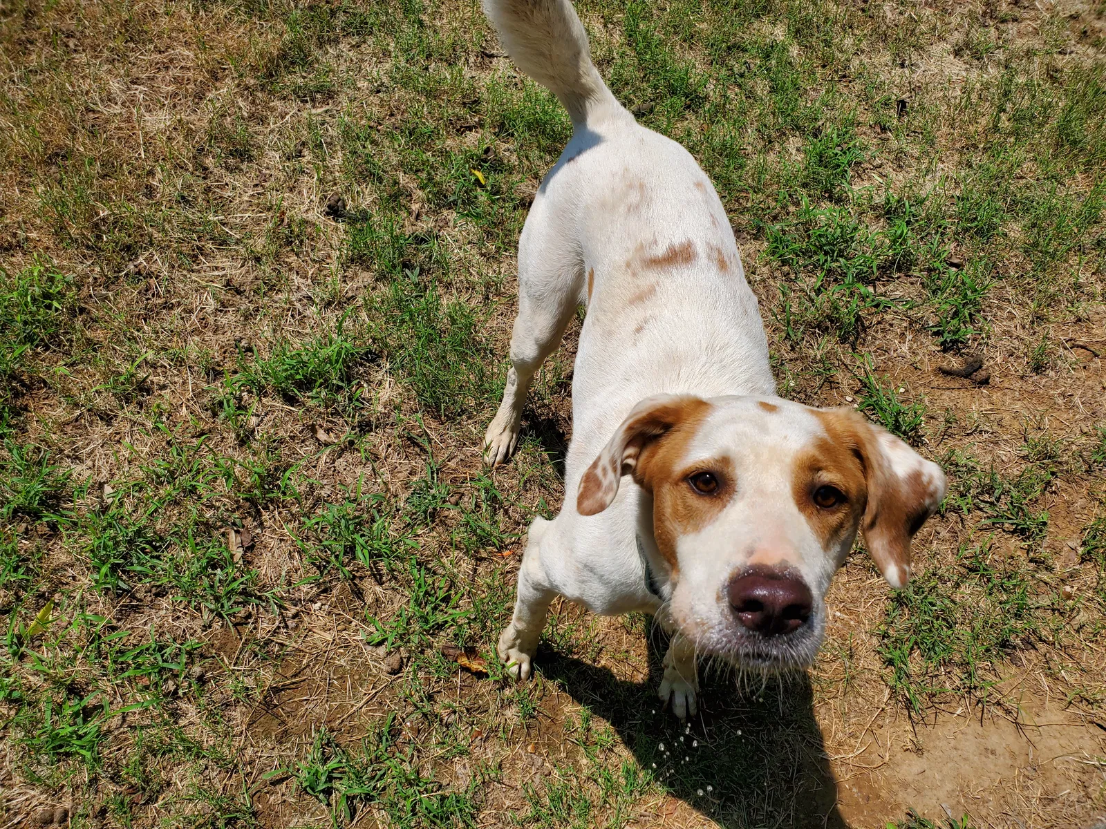 Lost dog in Collinsville, OK, 74021