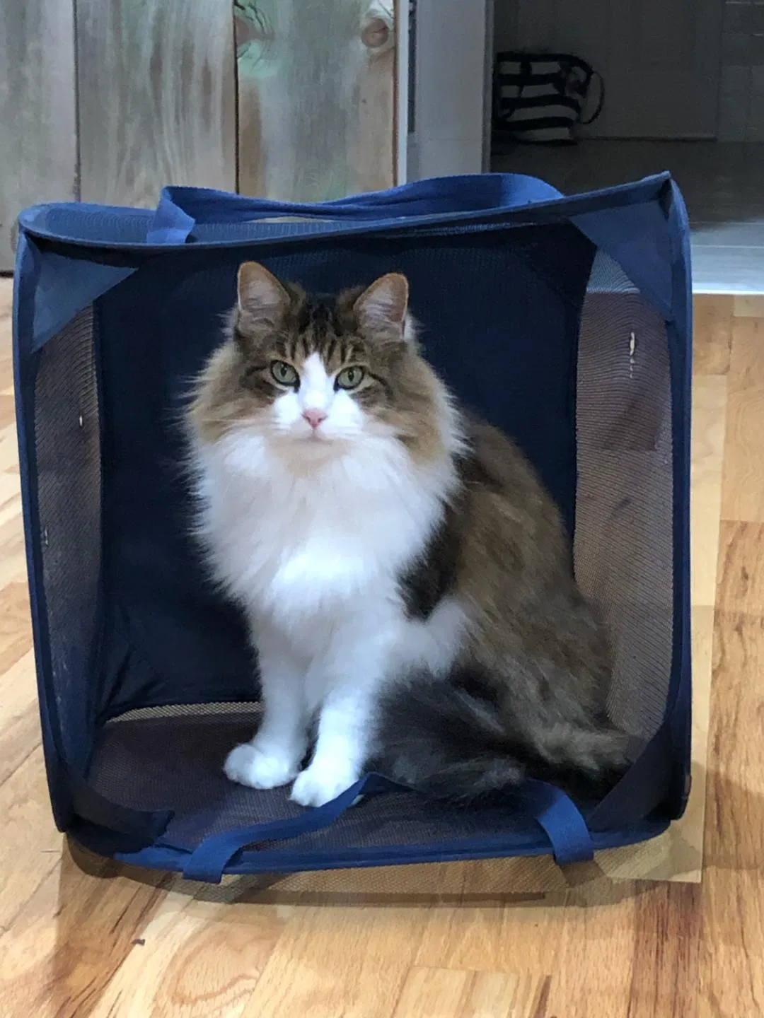 Lost cat in Dayton, OH, 45424