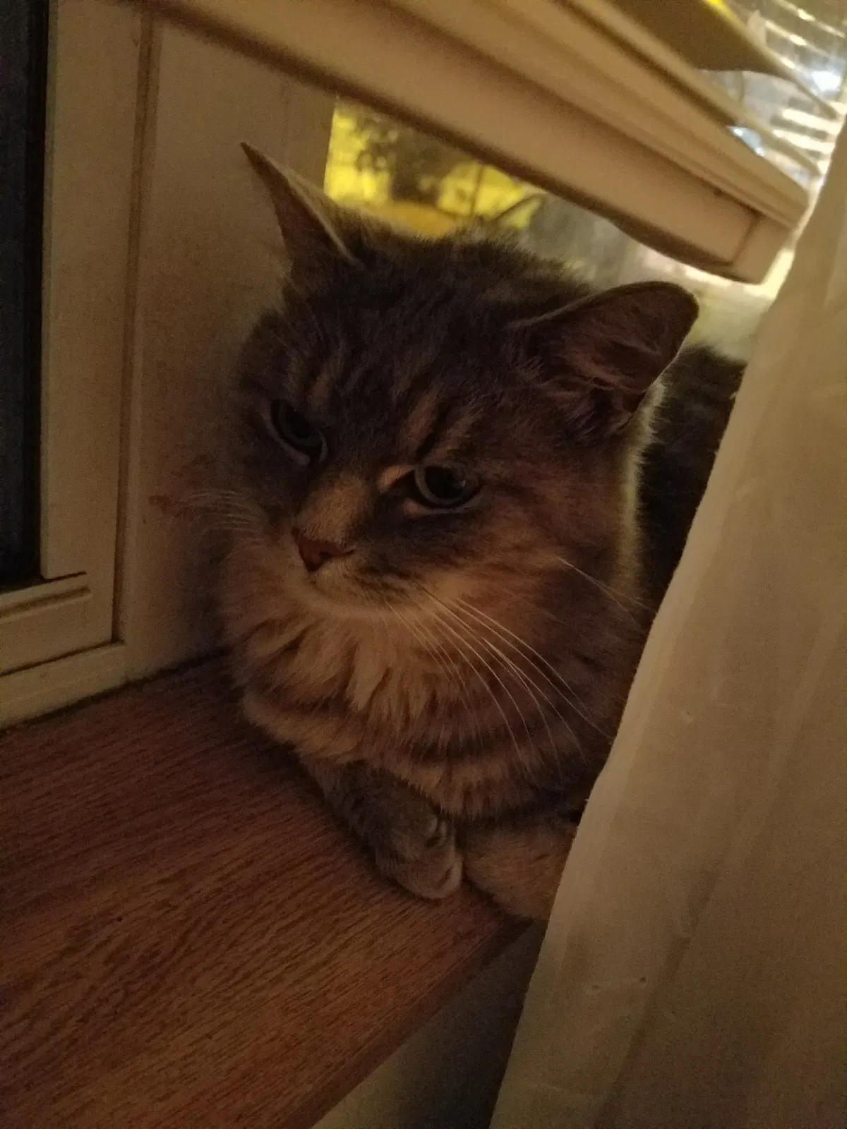 Lost cat in Justice, IL, 60458