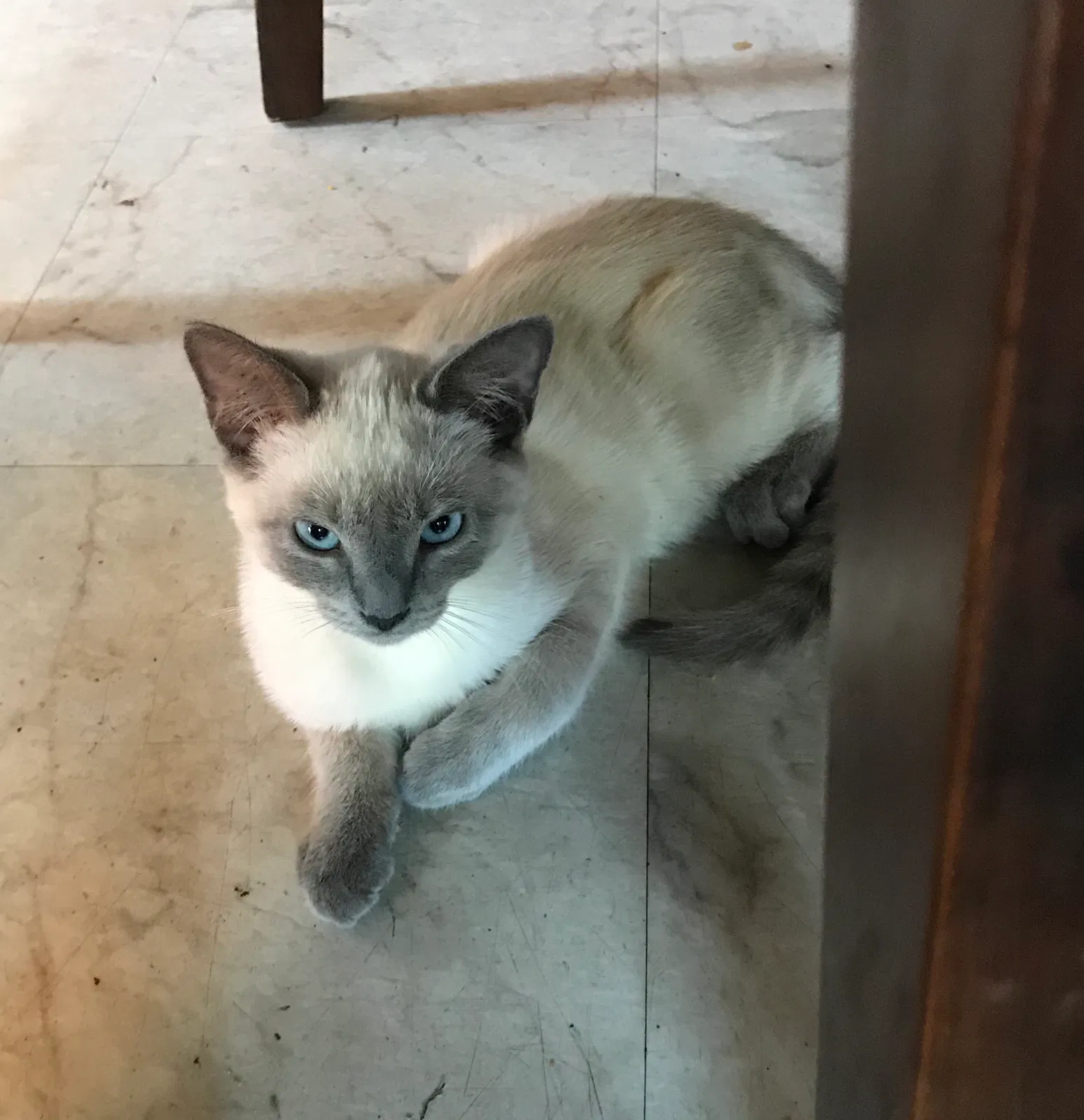 Lost cat in Sylmar, CA, 91342