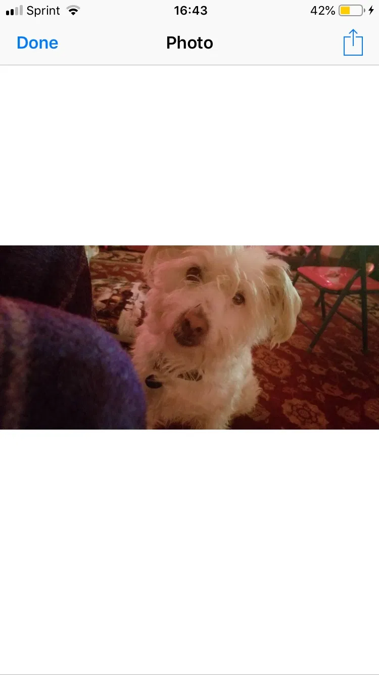 Lost dog in San Diego, CA, 92104