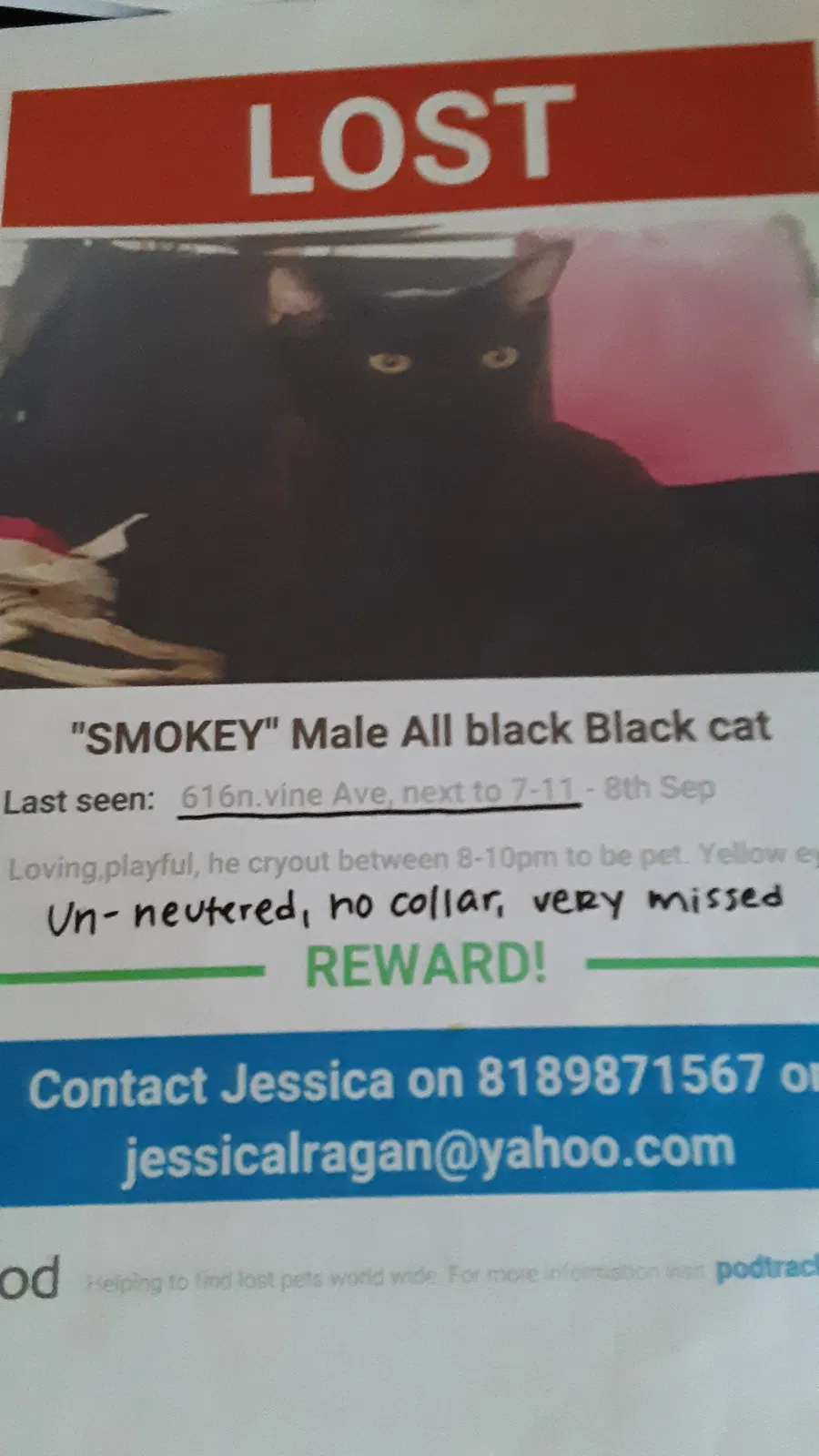 Lost cat in Ontario, CA, 91762