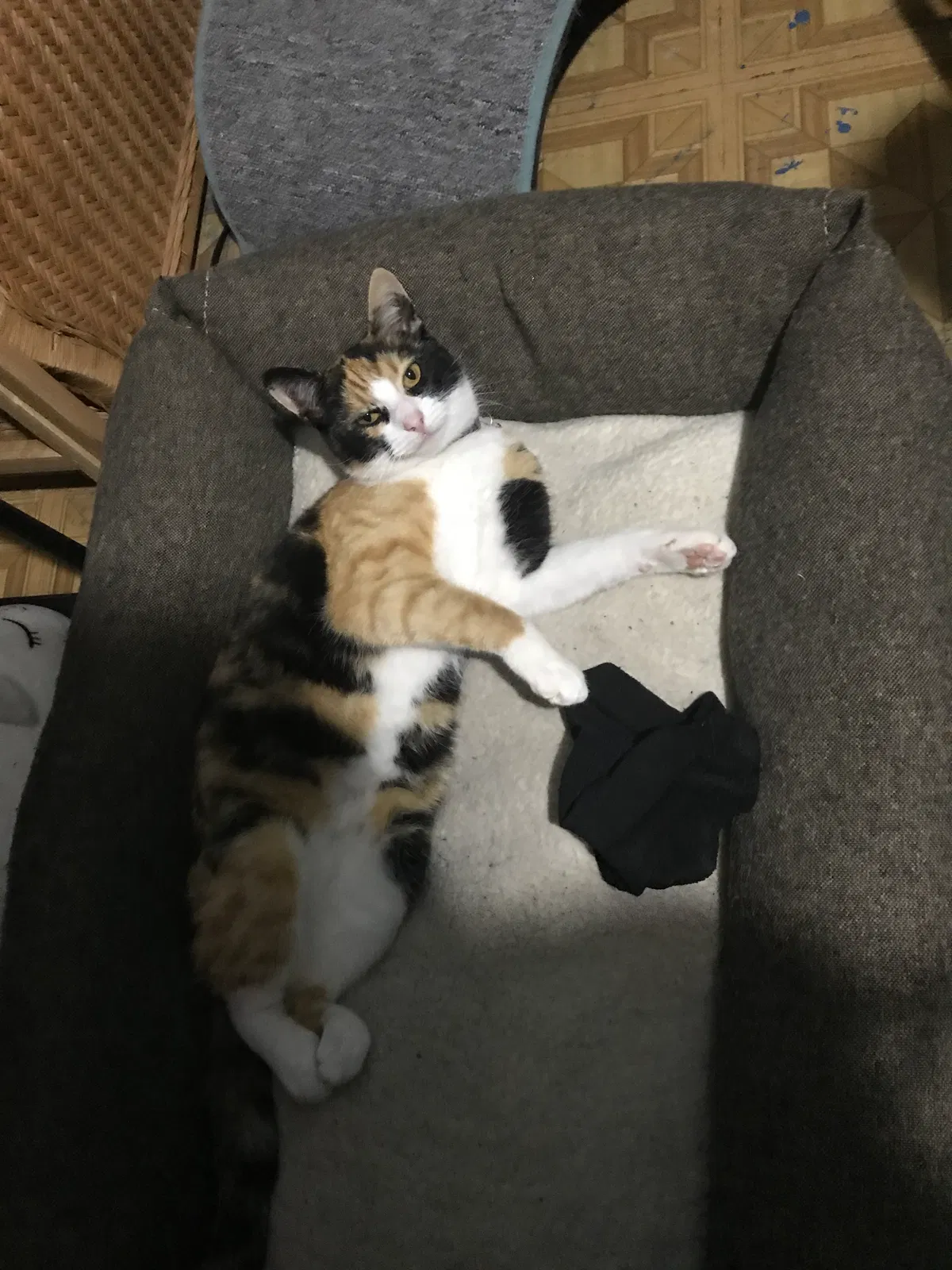 Lost cat in Anaheim, CA, 92802