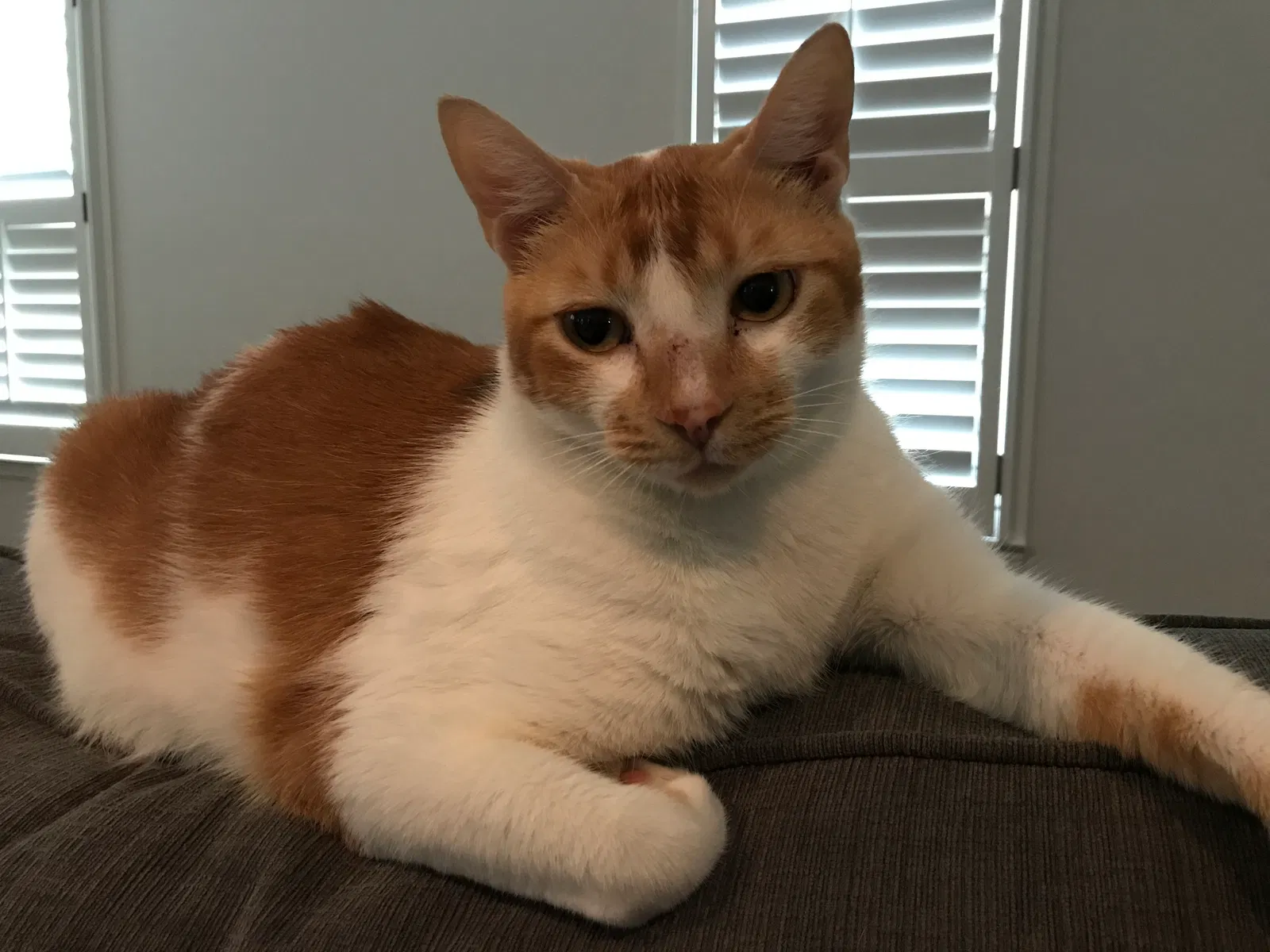 Lost cat in Marietta, GA, 30068