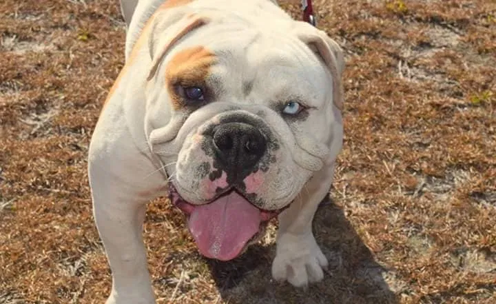 Lost dog in Hartsville, SC, 29550