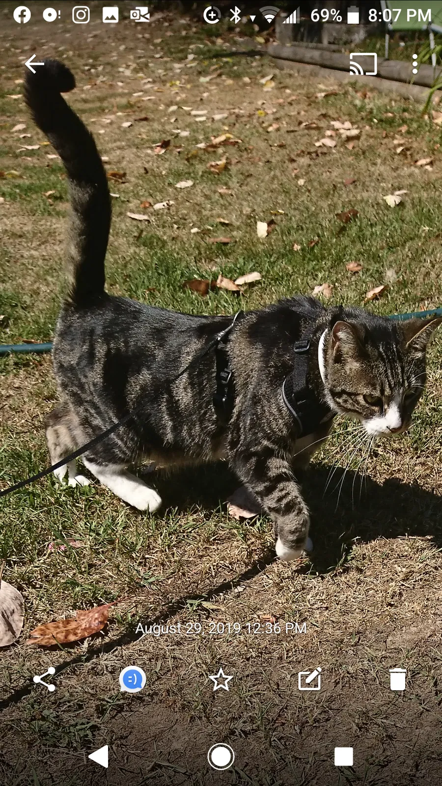 Lost cat in Unknown, VA, 0