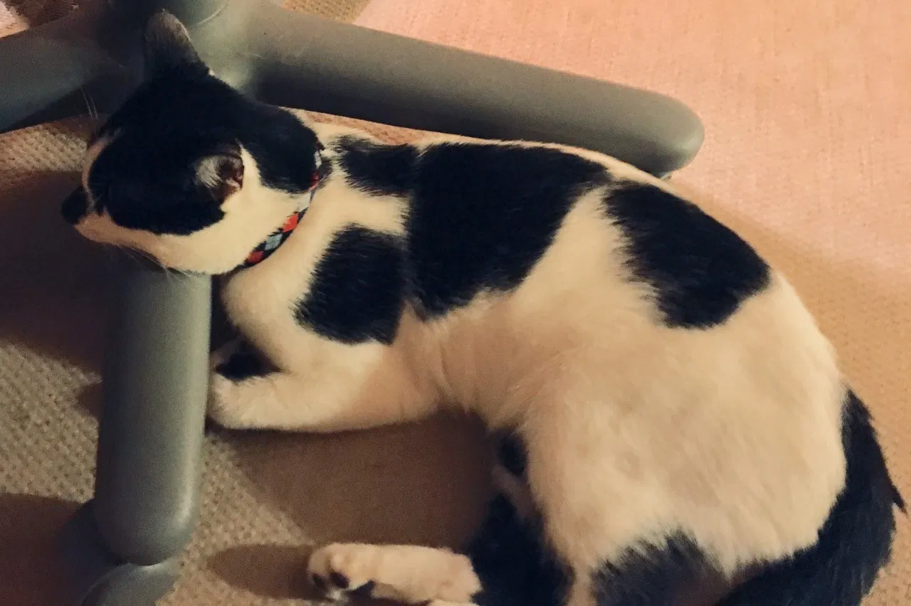 Lost cat in New Orleans, LA, 70122