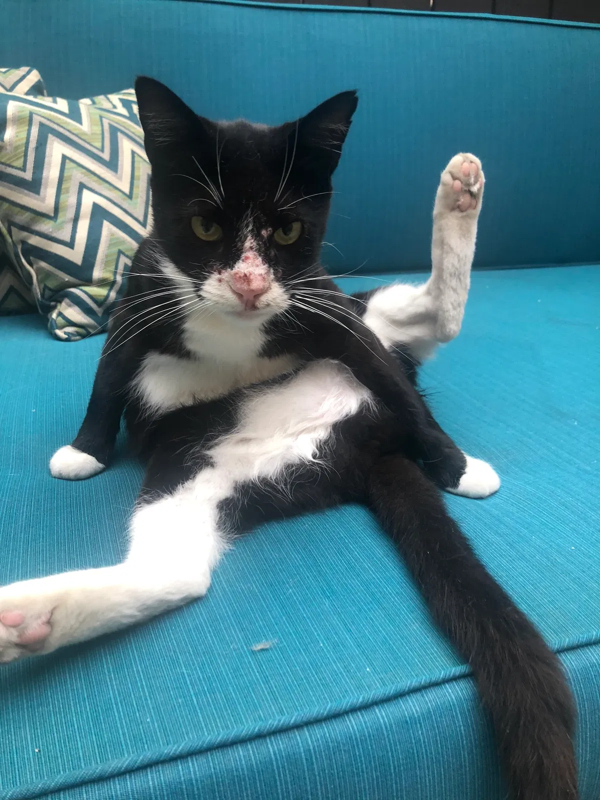 Lost cat in West Hollywood, CA, 90069