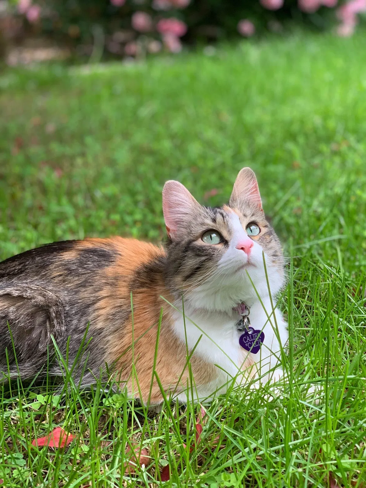 Lost cat in Riverside, CA, 92507