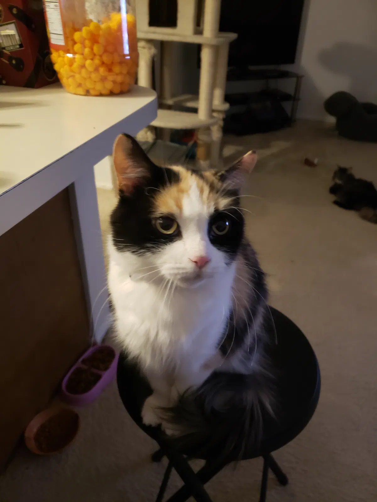 Lost cat in Chicago, IL, 60641
