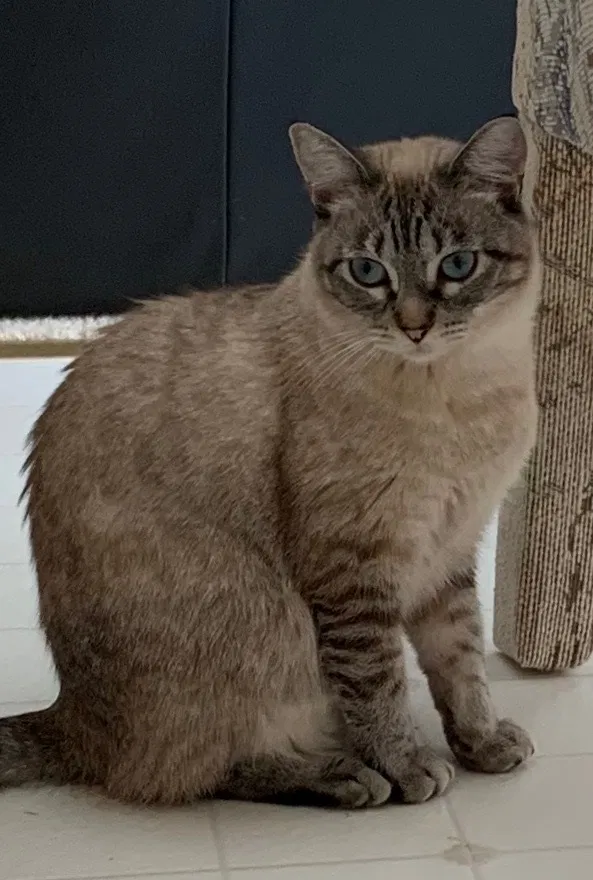 Lost cat in Farmington, MI, 48331