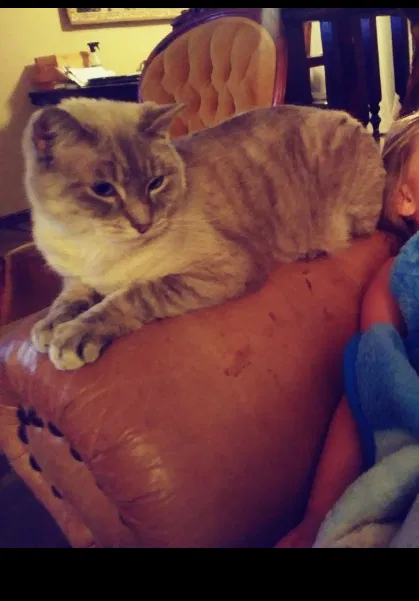 Lost cat in Spokane, WA, 99223