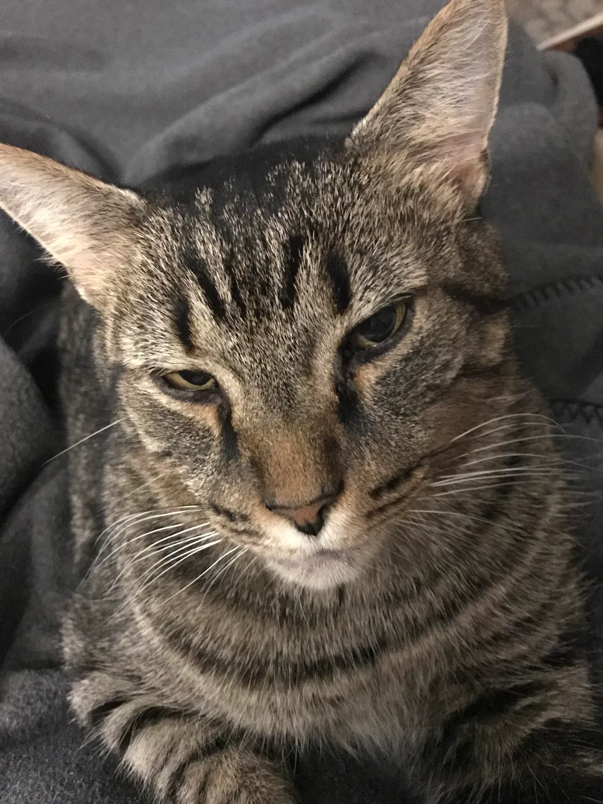 Found cat in Dayton, OH, 45420