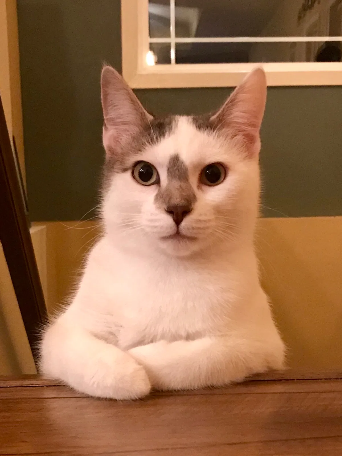 Lost cat in Grimes, IA, 50111