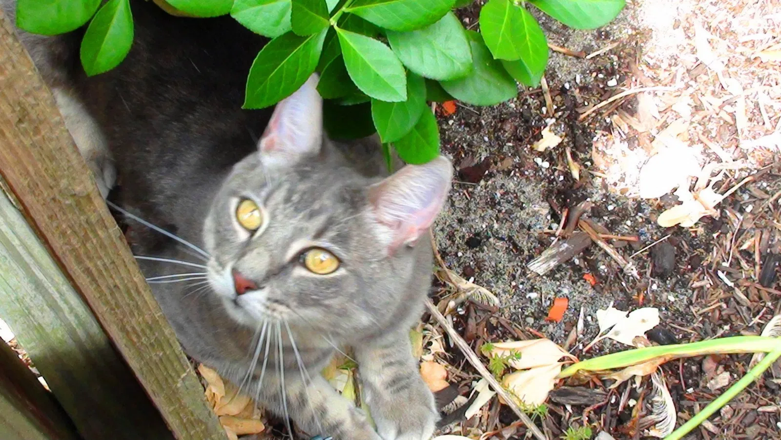 Lost cat in Dayton, OH, 45420