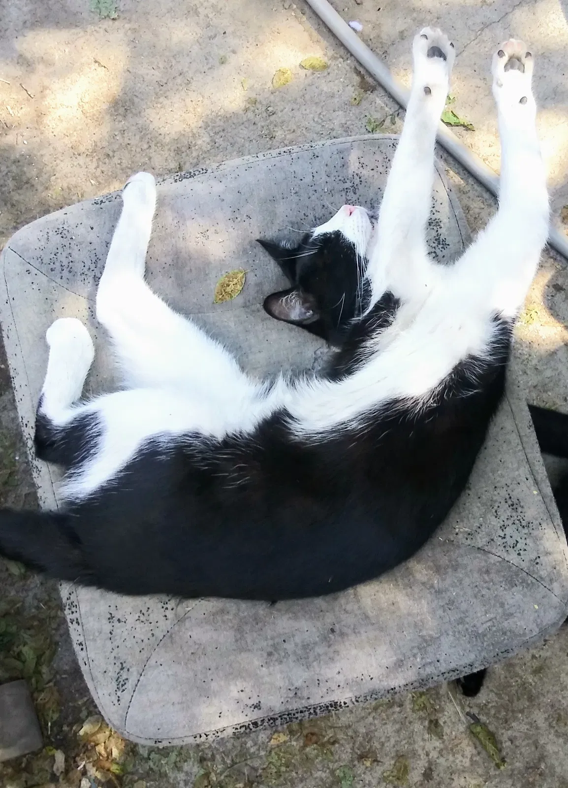 Lost cat in Commerce City, CO, 80022