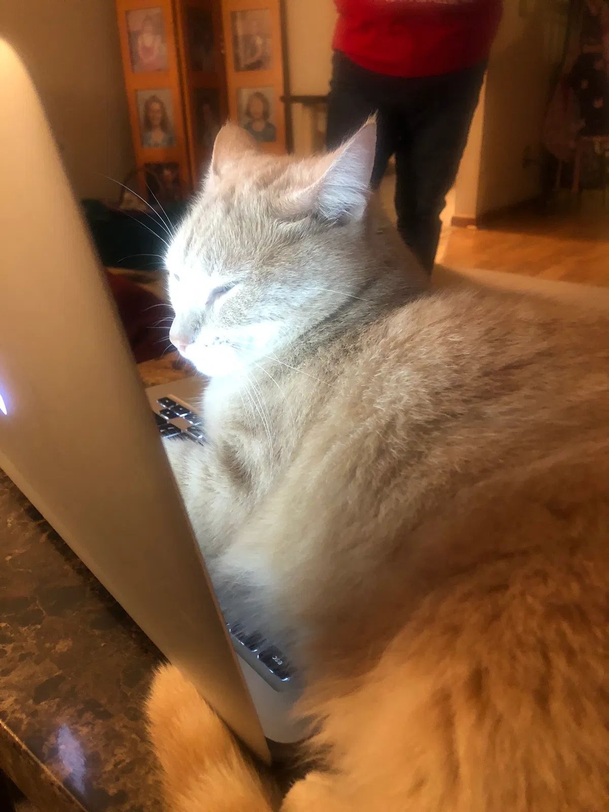 Lost cat in Cincinnati, OH, 45238
