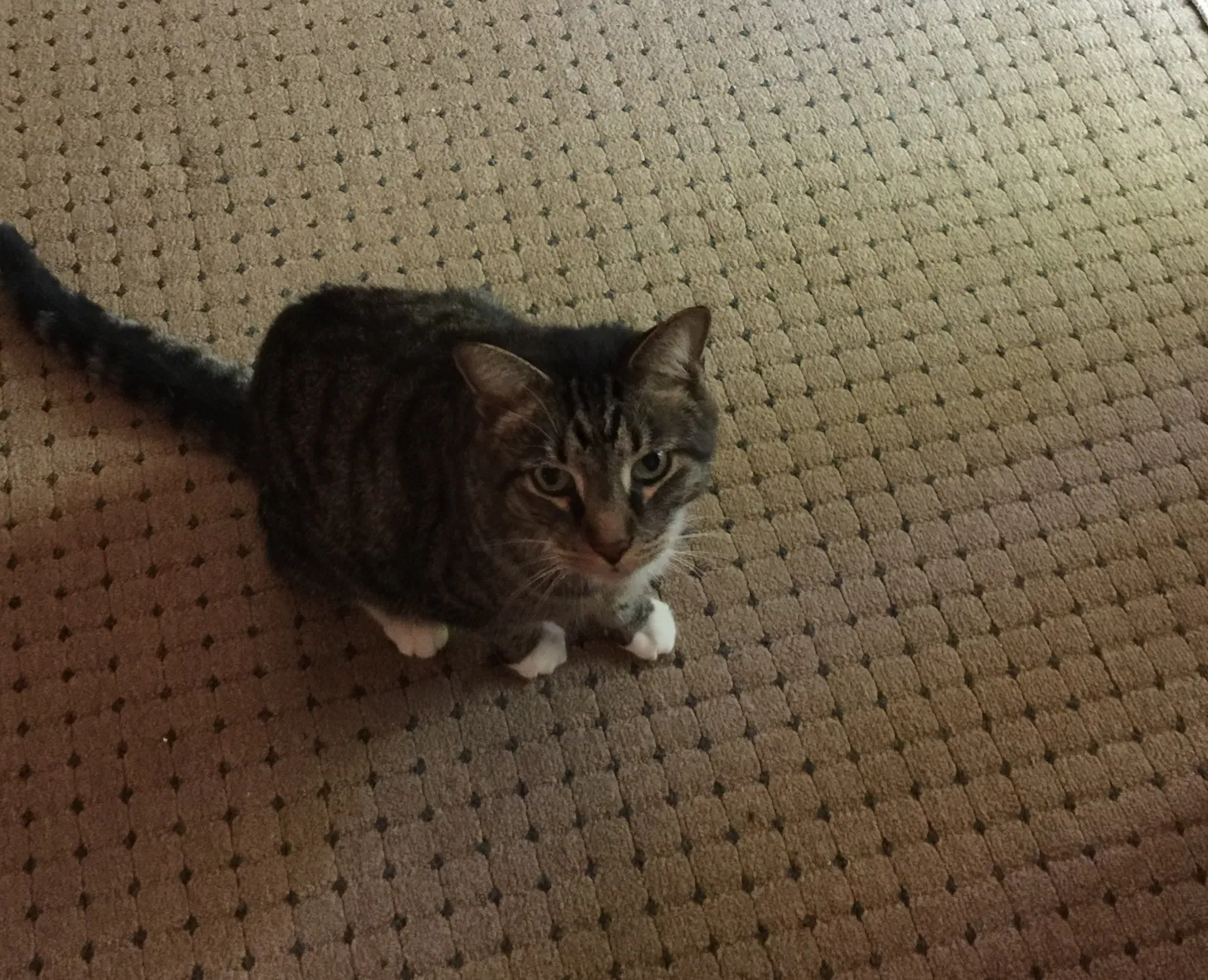 Lost cat in Cincinnati, OH, 45230