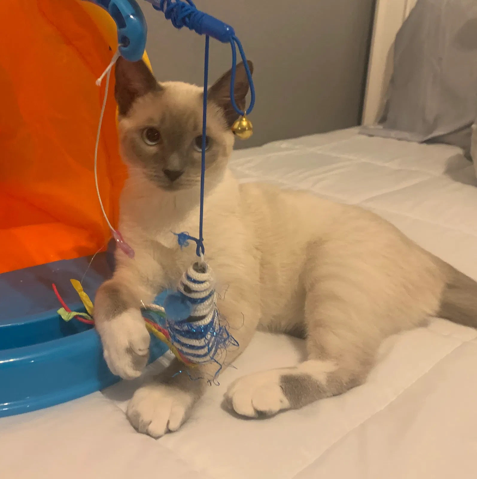 Lost cat in Fontana, CA, 92335