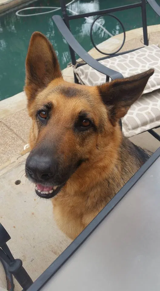 Lost dog in Argyle, TX, 76226