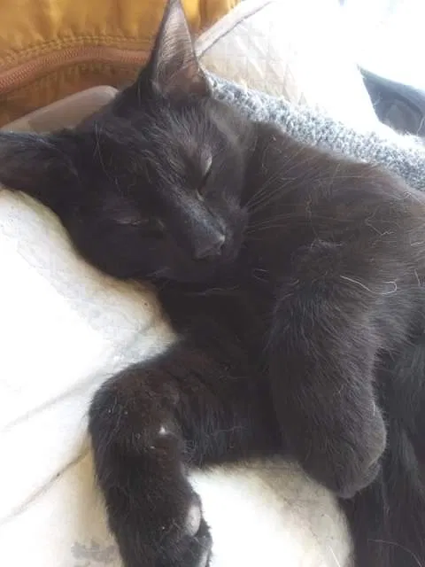 Lost cat in Richmond, VA, 23237