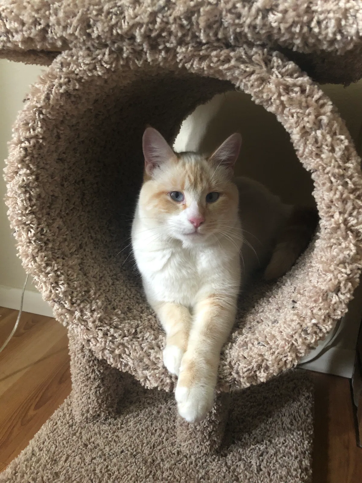 Lost cat in Olympia, WA, 98502