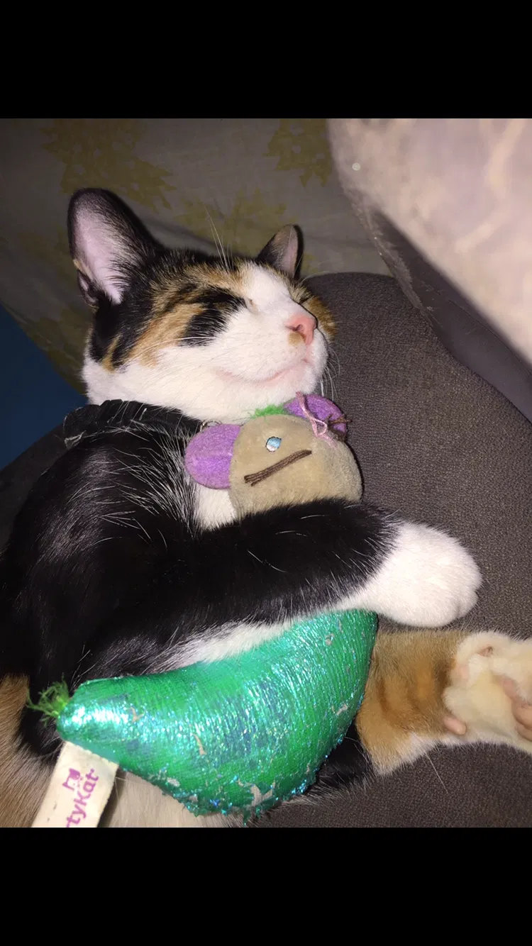 Lost cat in Chicago, IL, 60609