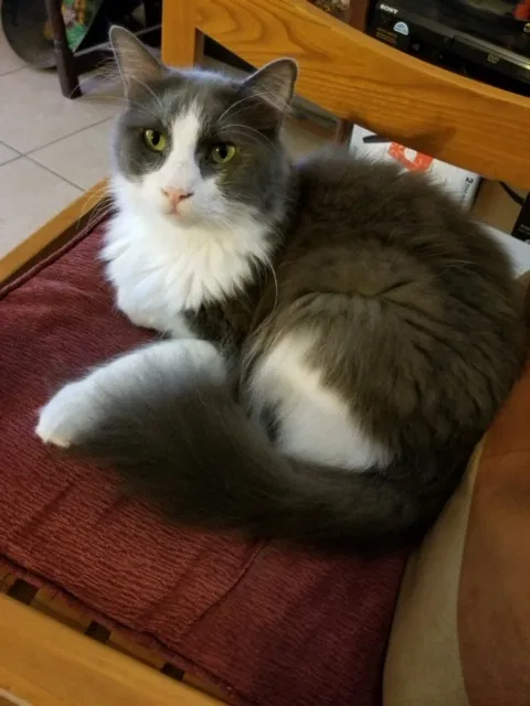 Lost cat in Spring, TX, 77381