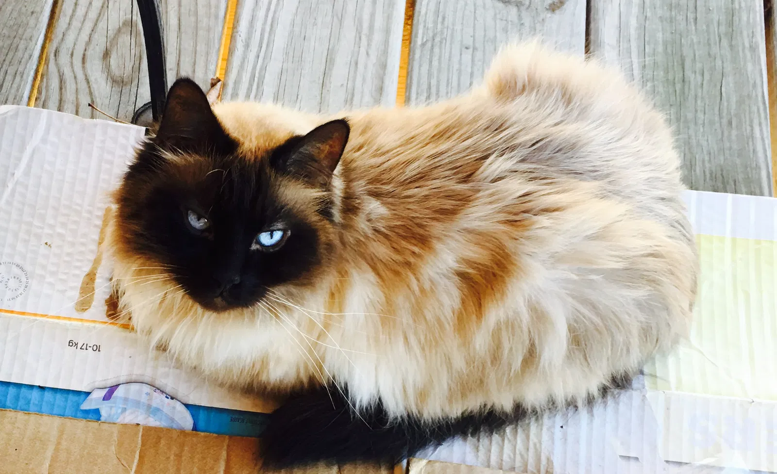Lost cat in Chattanooga, TN, 37404