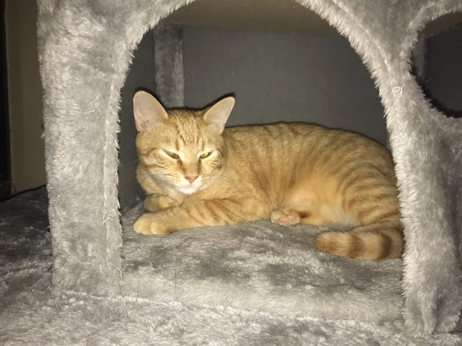 Lost cat in Round Rock, TX, 78681