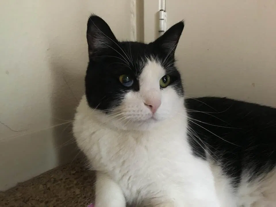Lost cat in Denver, CO, 80235