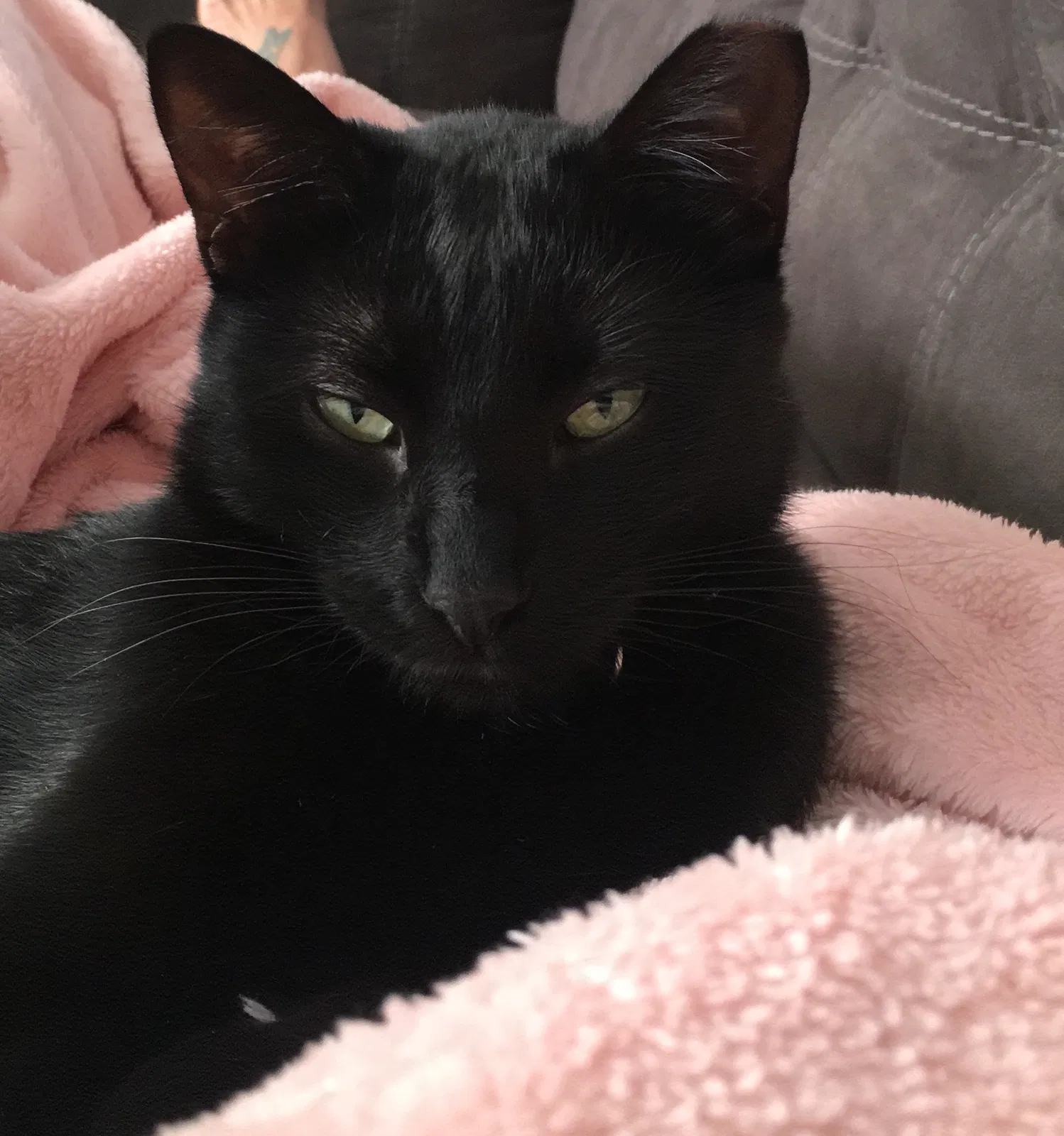 Lost cat in Crest Hill, IL, 60403