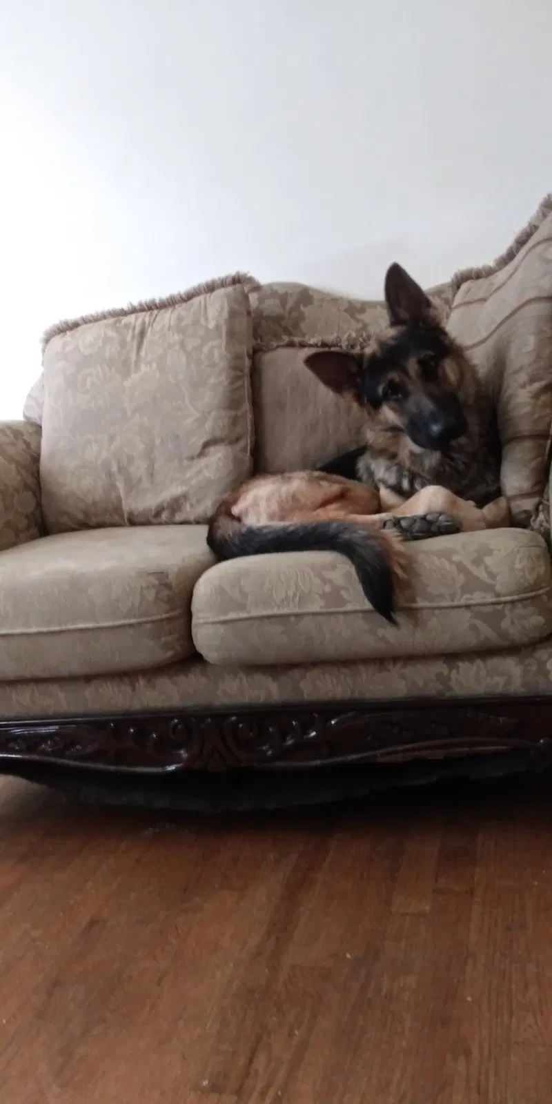 Lost dog in Greensboro, NC, 27407