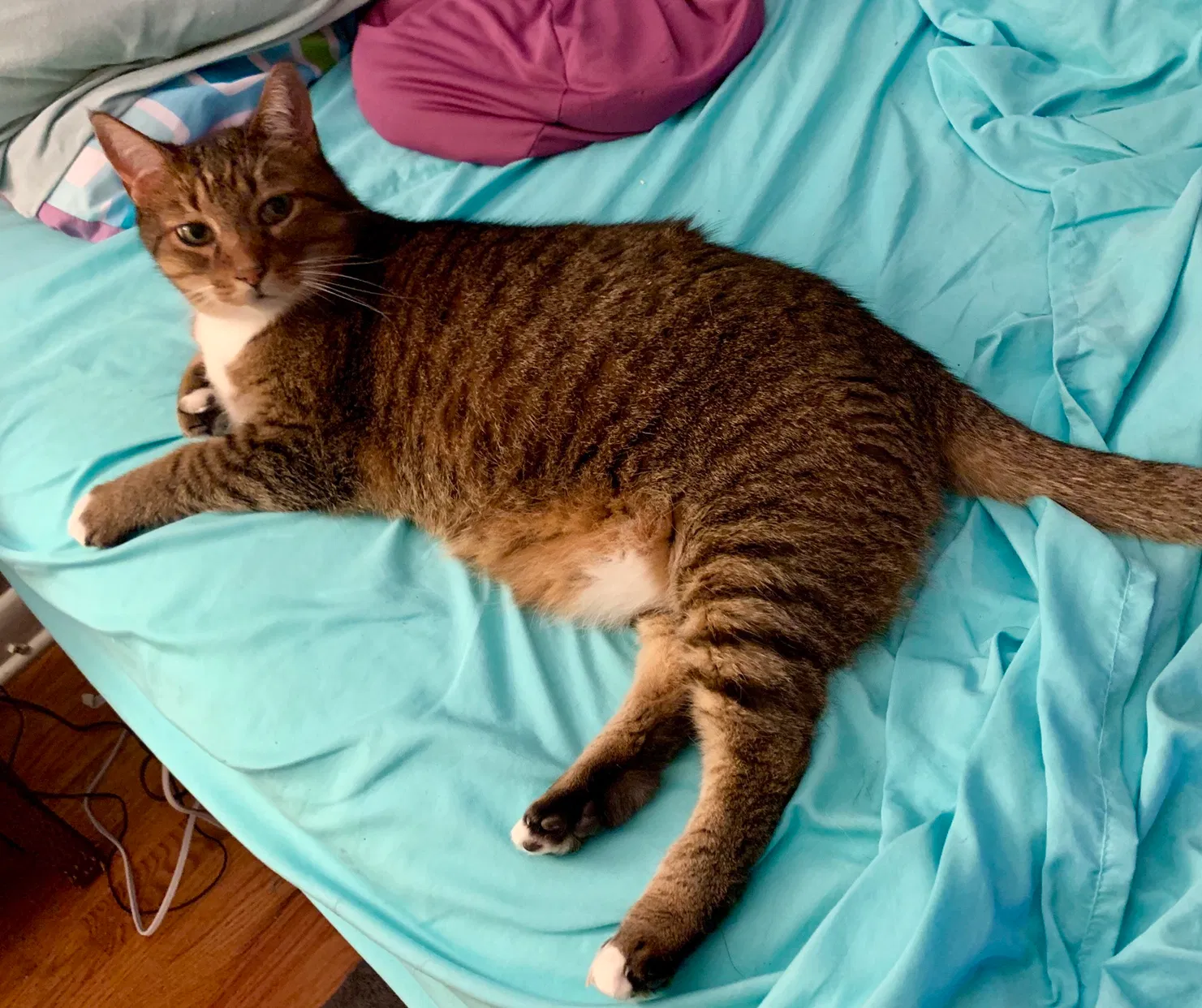 Lost cat in Mission, KS, 66202
