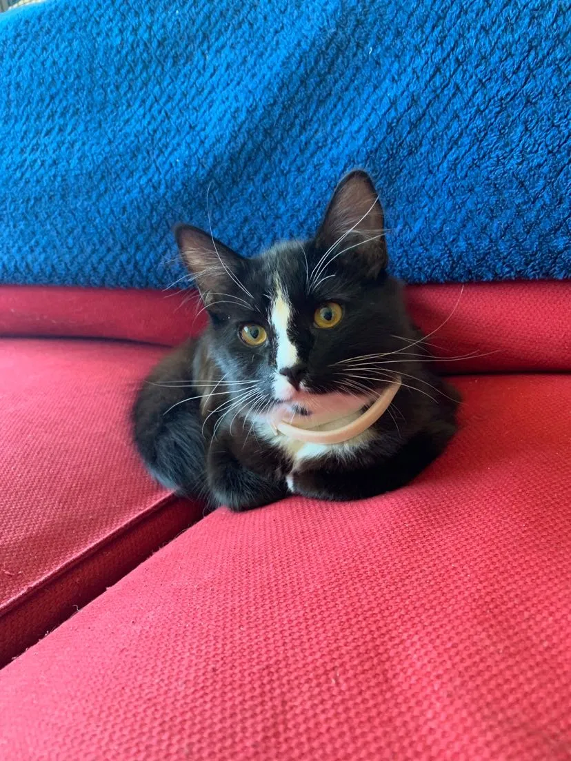 Lost cat in Mountlake Terrace, WA, 98043