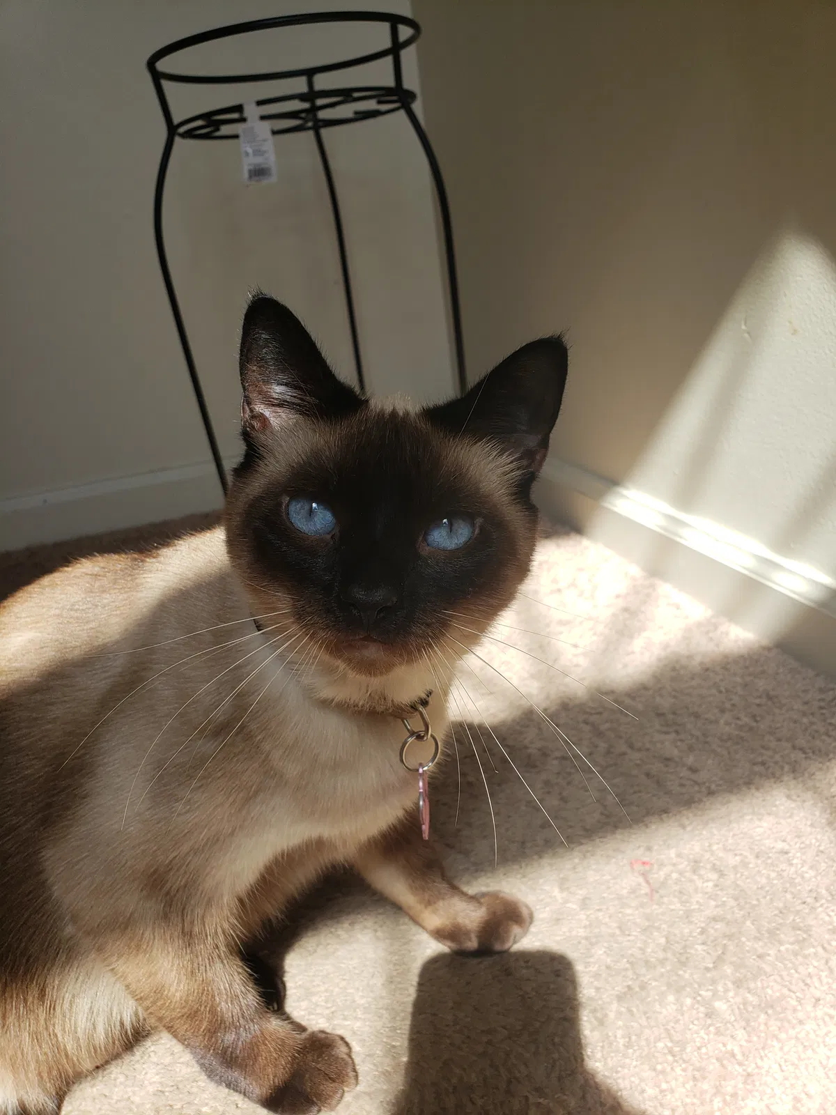 Lost cat in Frankfort, KY, 40601