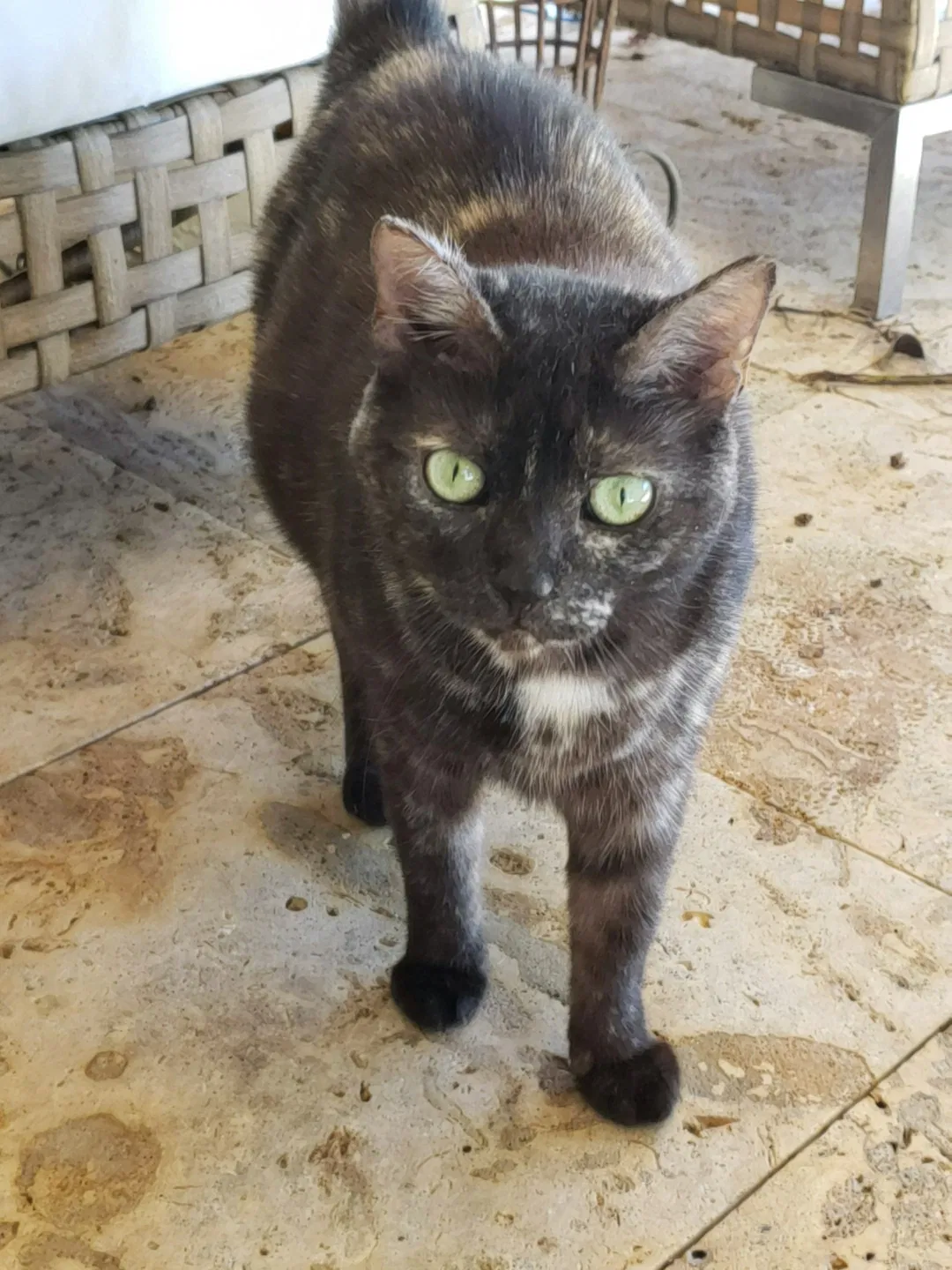 Lost cat in Fort Lauderdale, FL, 33327